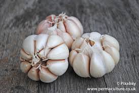 Organic Garlic